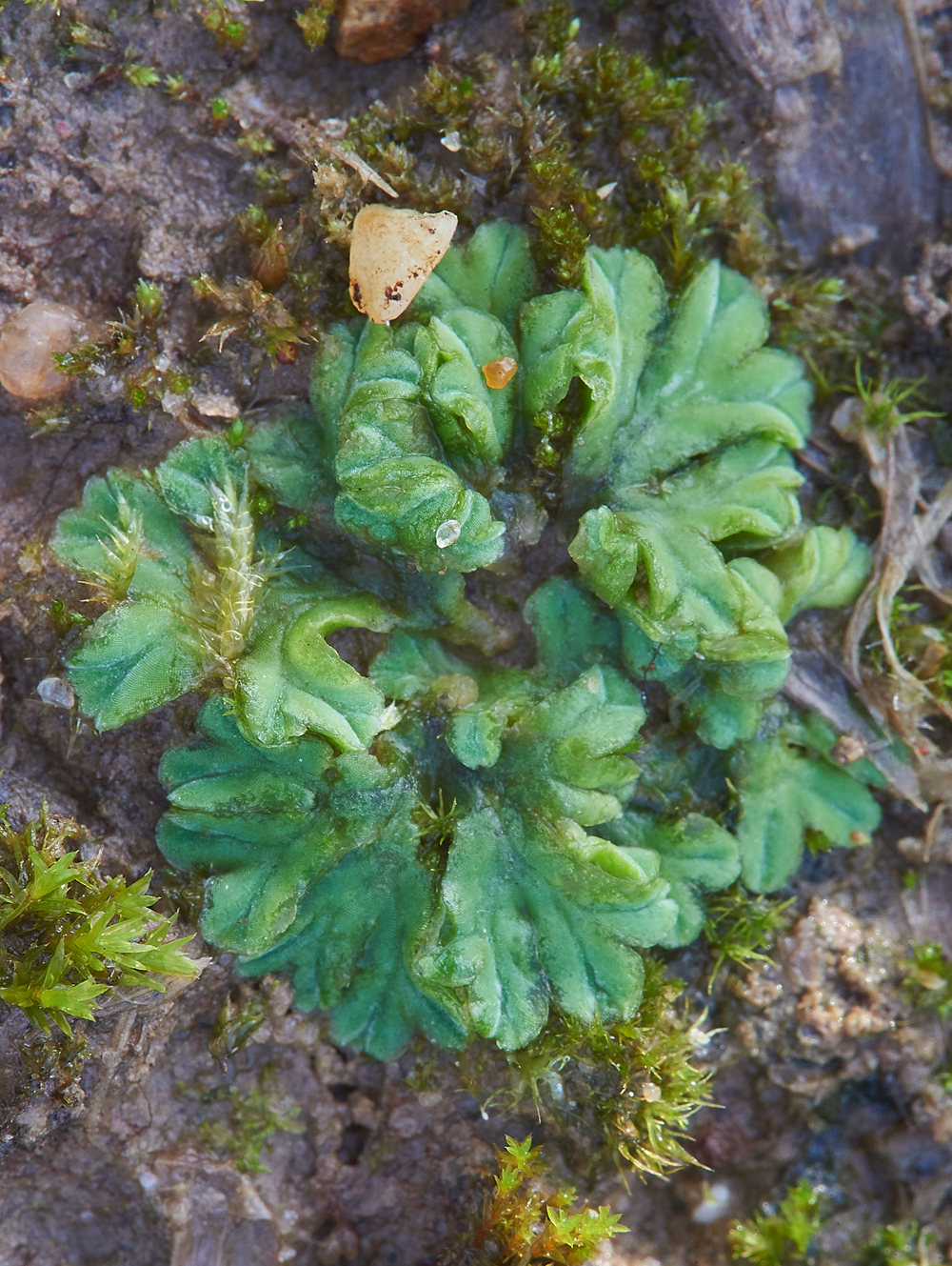 Liverwort010118-1a