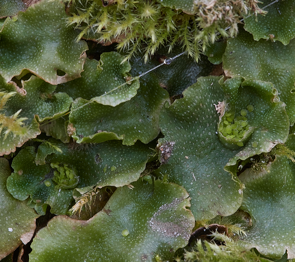 Liverwort040318-1