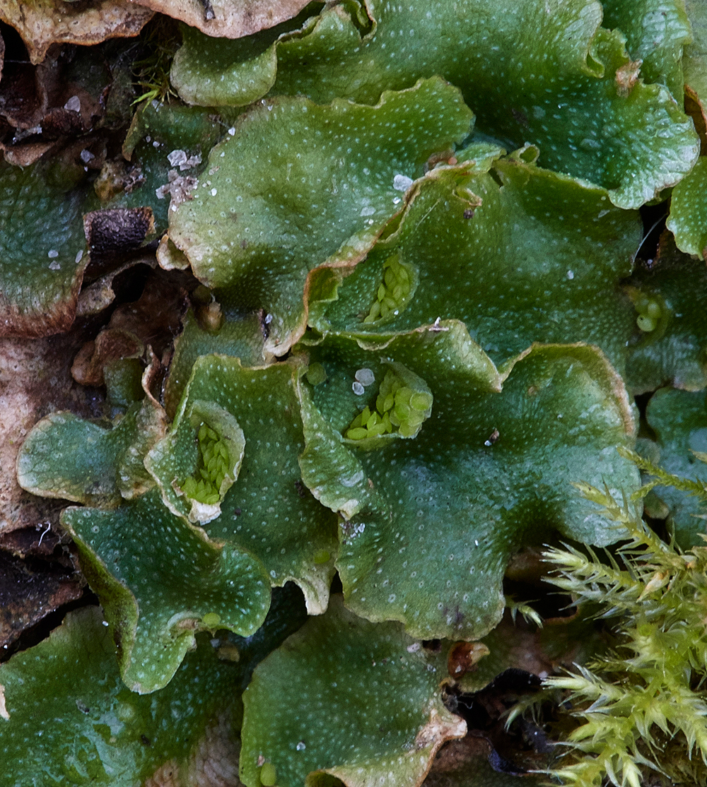 Liverwort040318-2