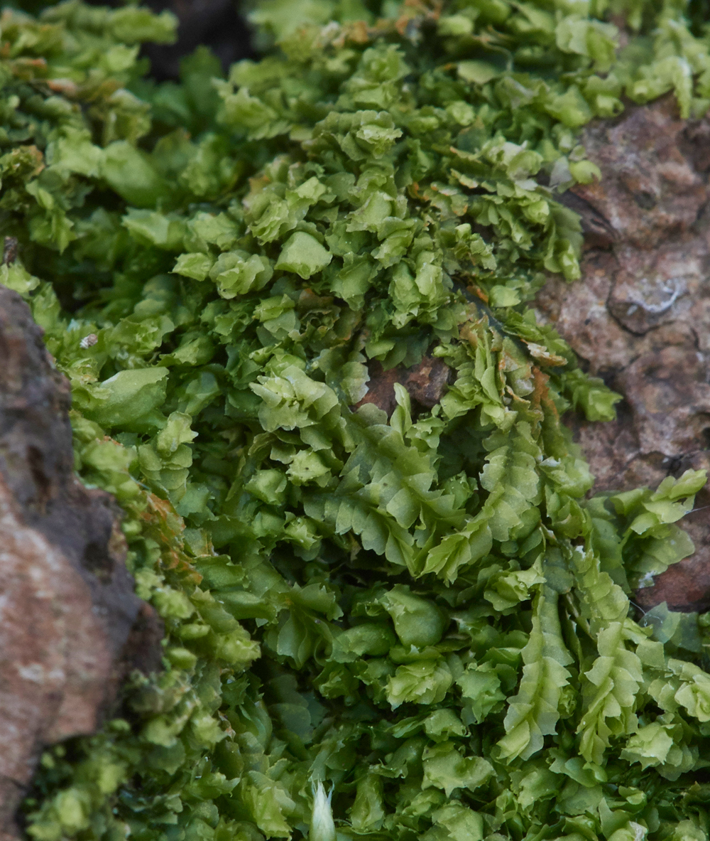 Liverwort140318-1