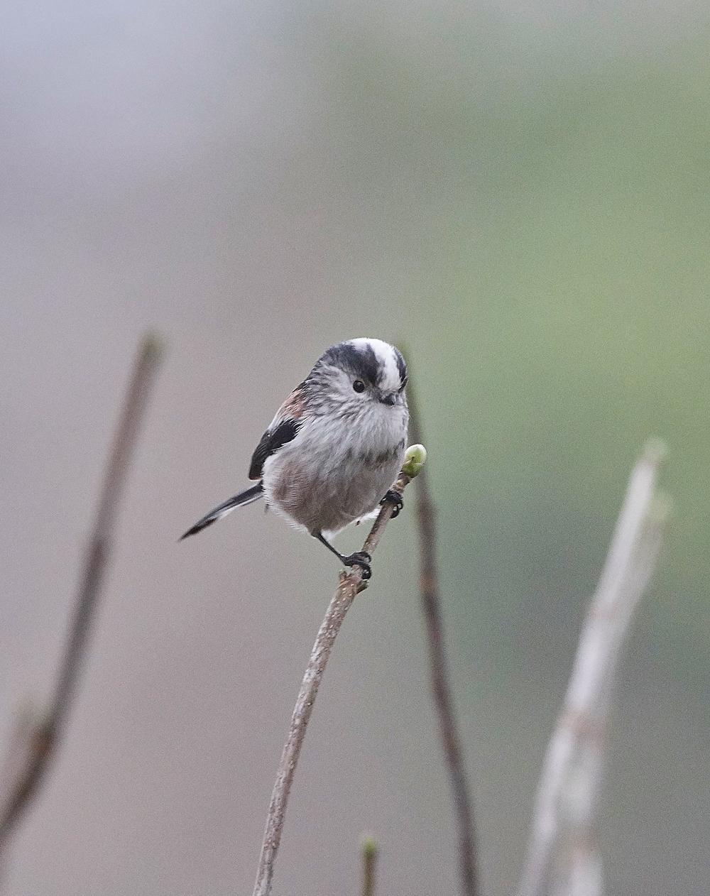 LongTailedTit130118-1