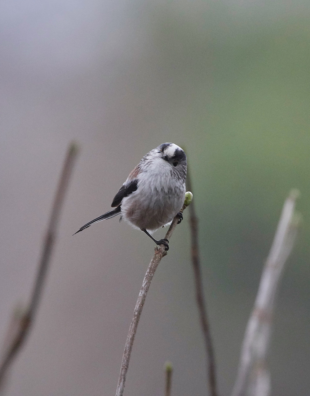 LongTailedTit130118-2