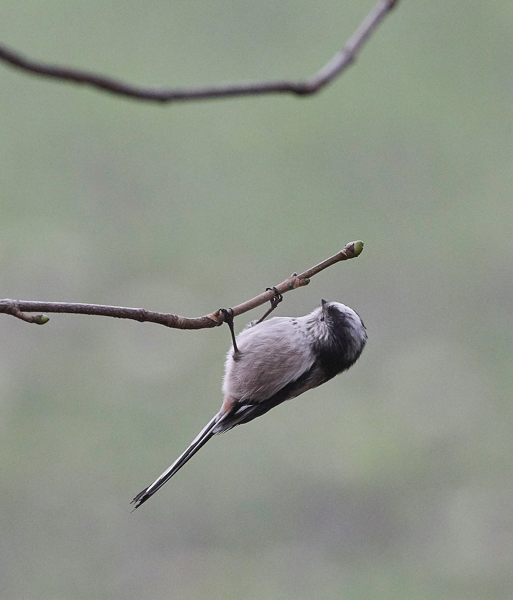 LongTailedTit130118-3