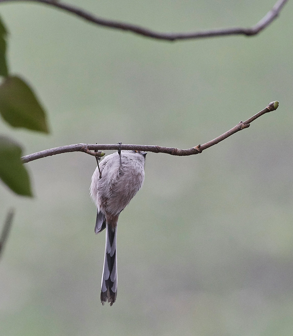 LongTailedTit130118-4