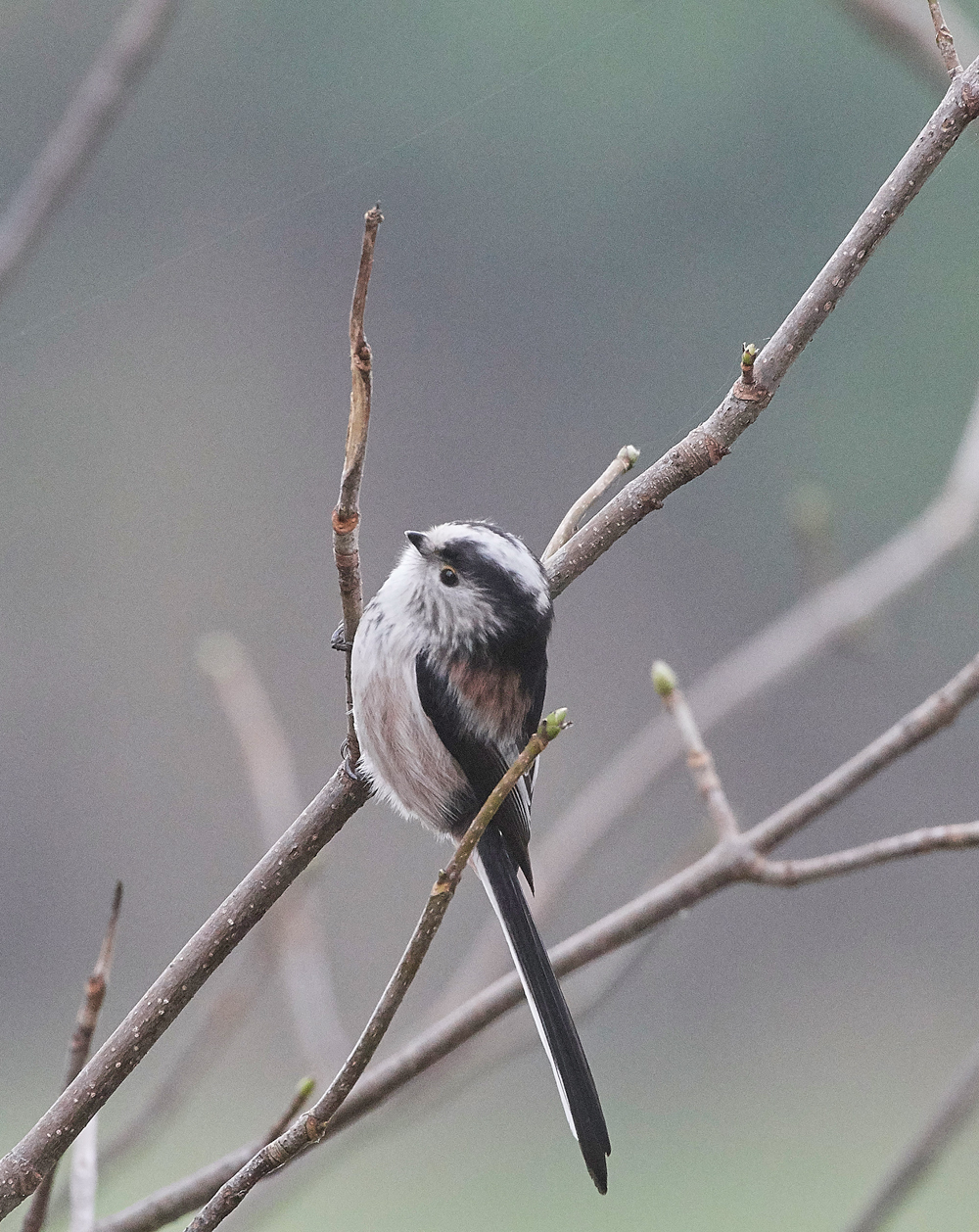 LongTailedTit130118-5