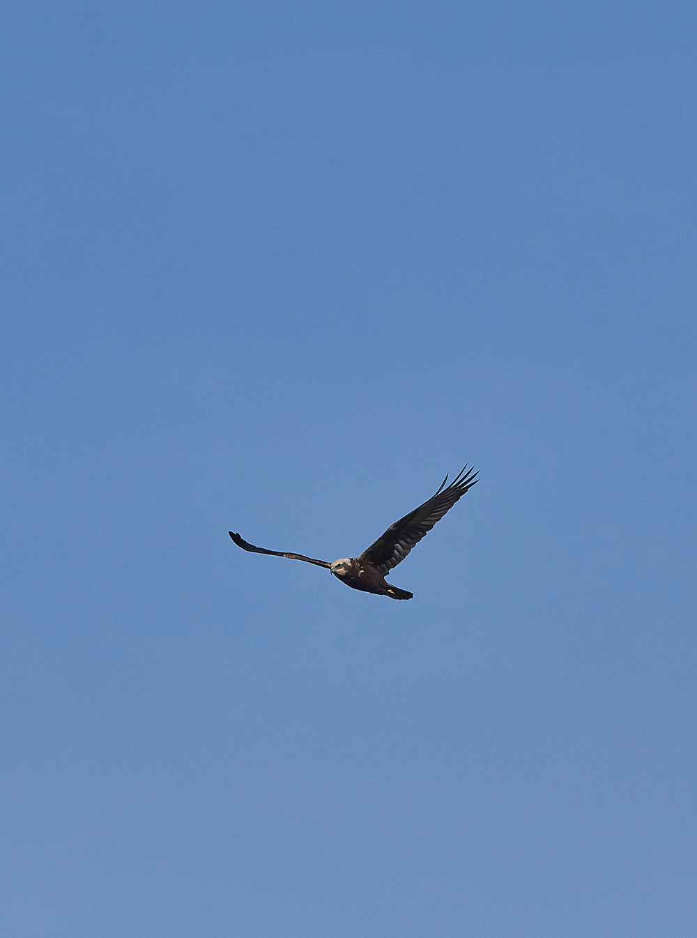 MarshHarrier120218-1