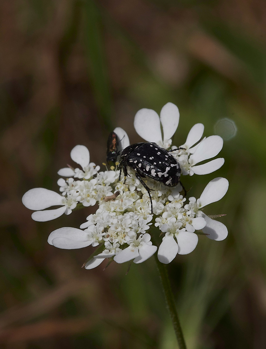 MasariRdBeetle20418-1