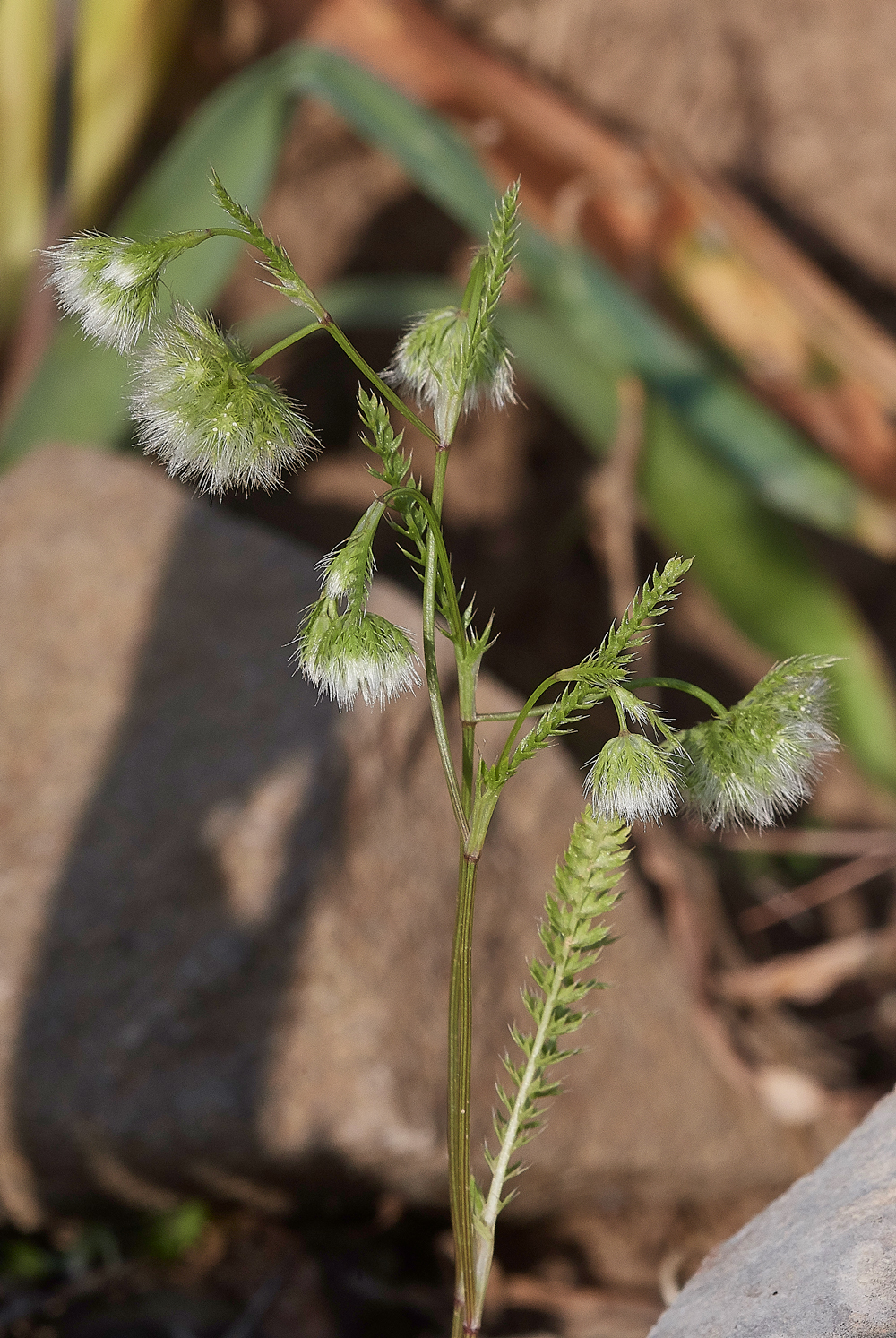 MasariRdLagoeciacuminoides0418-1