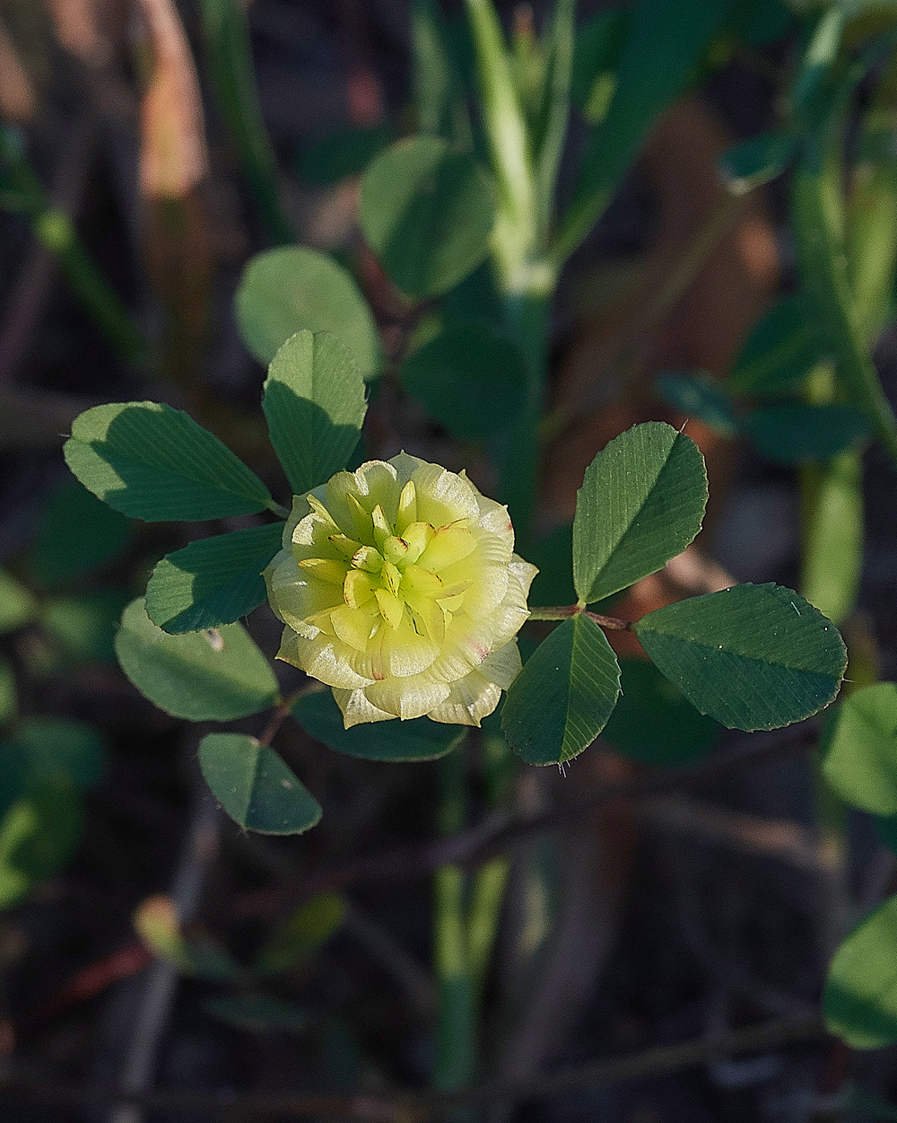 MasariRdTrifoliumcampestre0418-1