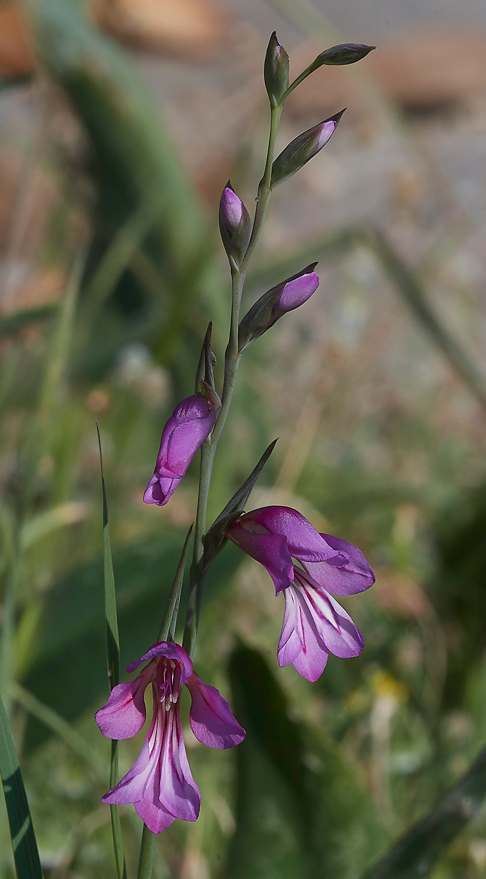 MoniKamirouFieldGladiolus0418-1