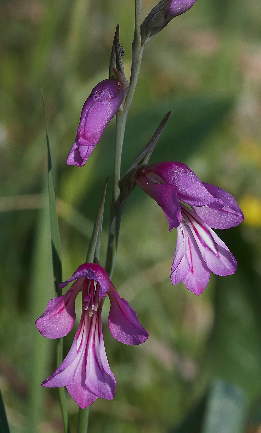 MoniKamirouFieldGladiolus0418-2