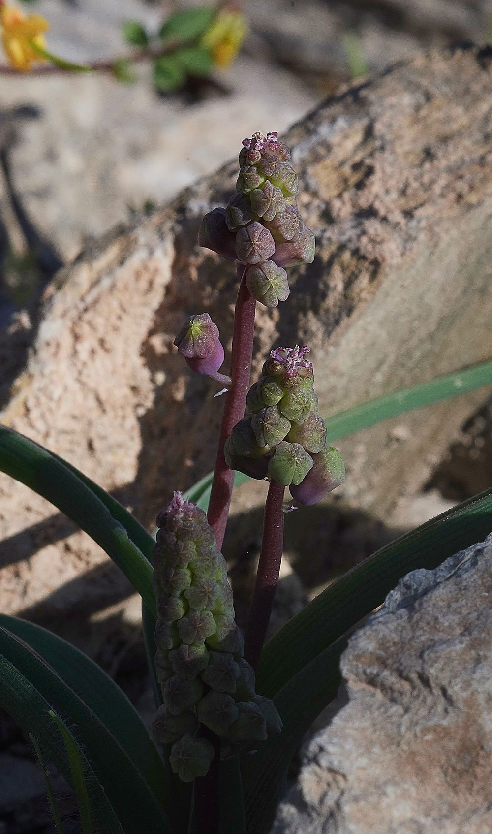 MoniKamirouMuscari0418-1