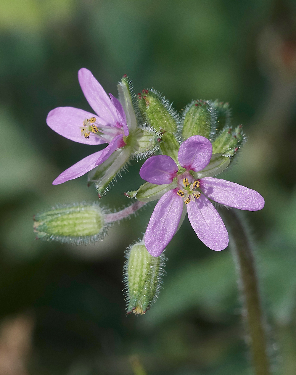 MonolithosGeranium0481-1