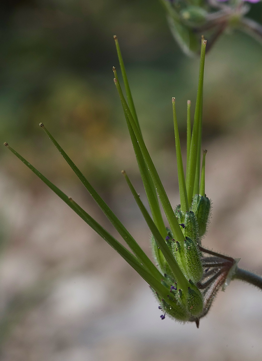 MonolithosGeranium0481-2