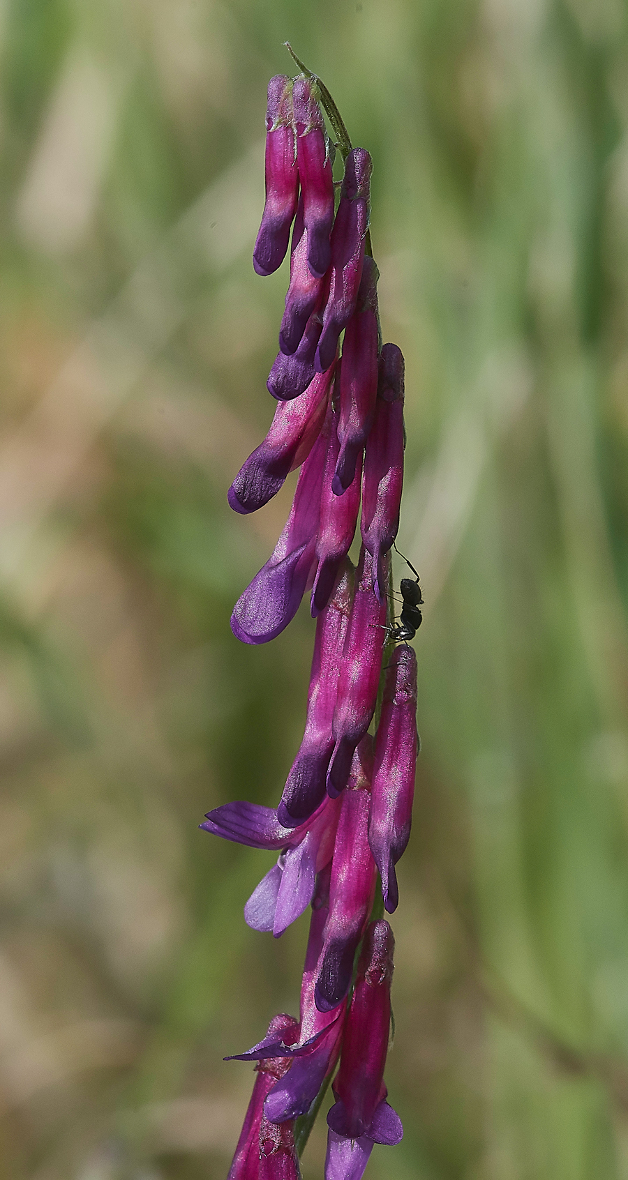 MonolithosHairyVetch0418-1