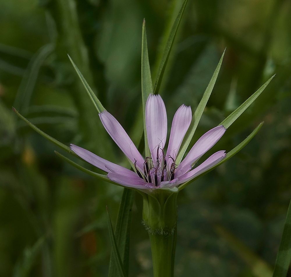 MonolithosPurpleGoat&#39;sBeard0418-1