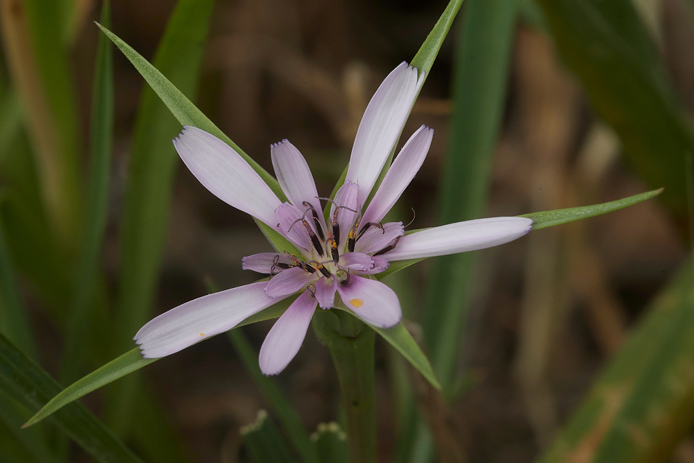 MonolithosPurpleGoat&#39;sBeard0418-2