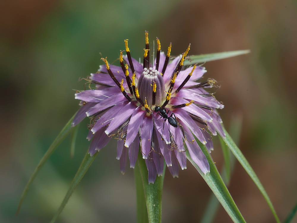 MonolithosPurpleGoat&#39;sBeard0418-4