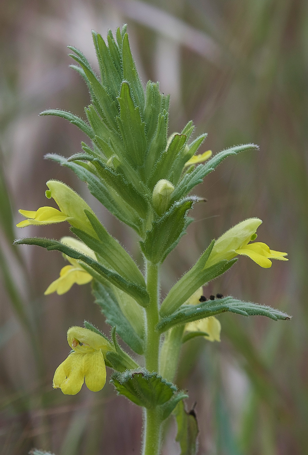 MonolithosYellowBartsia0418-1