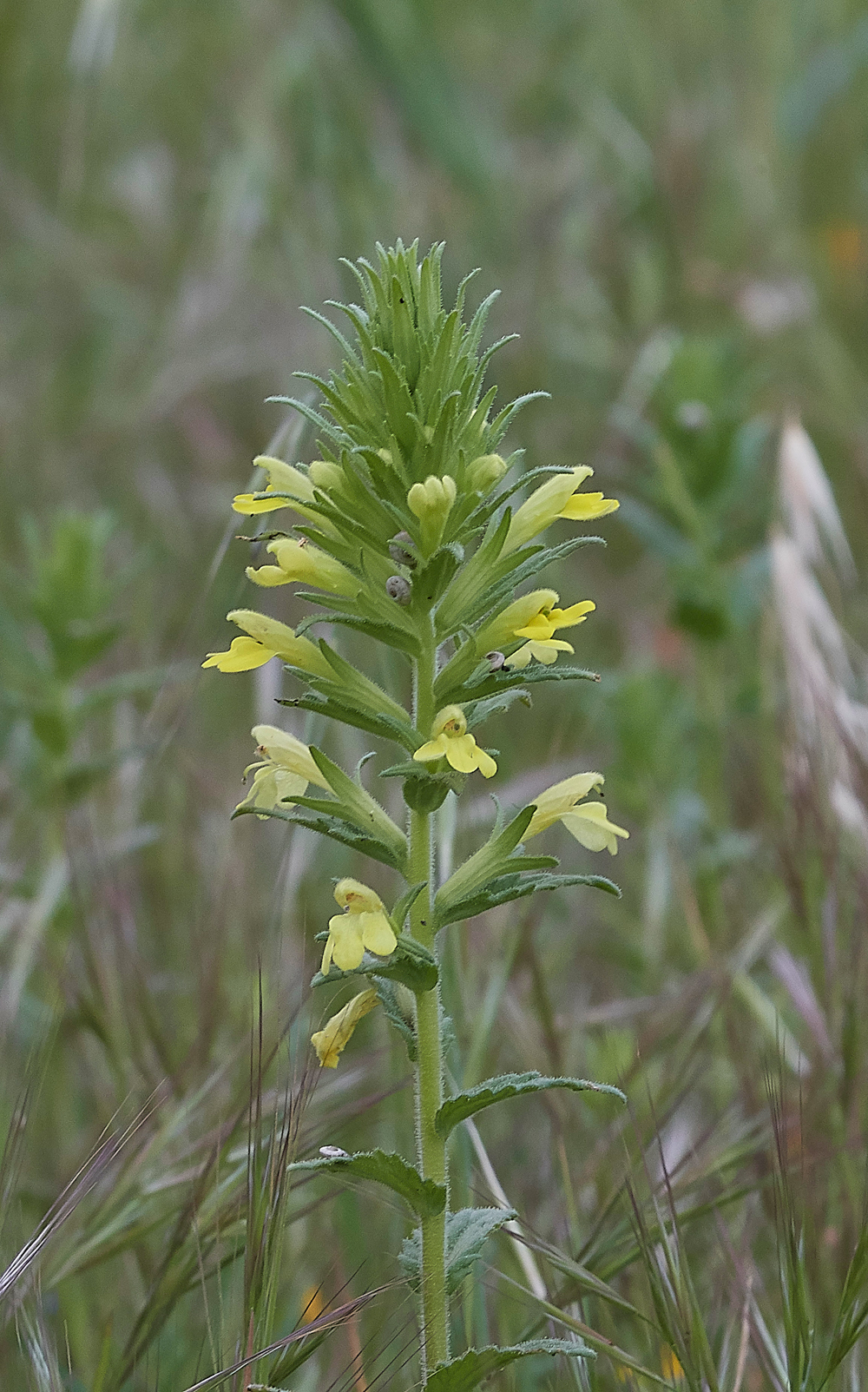 MonolithosYellowBartsia0418-2