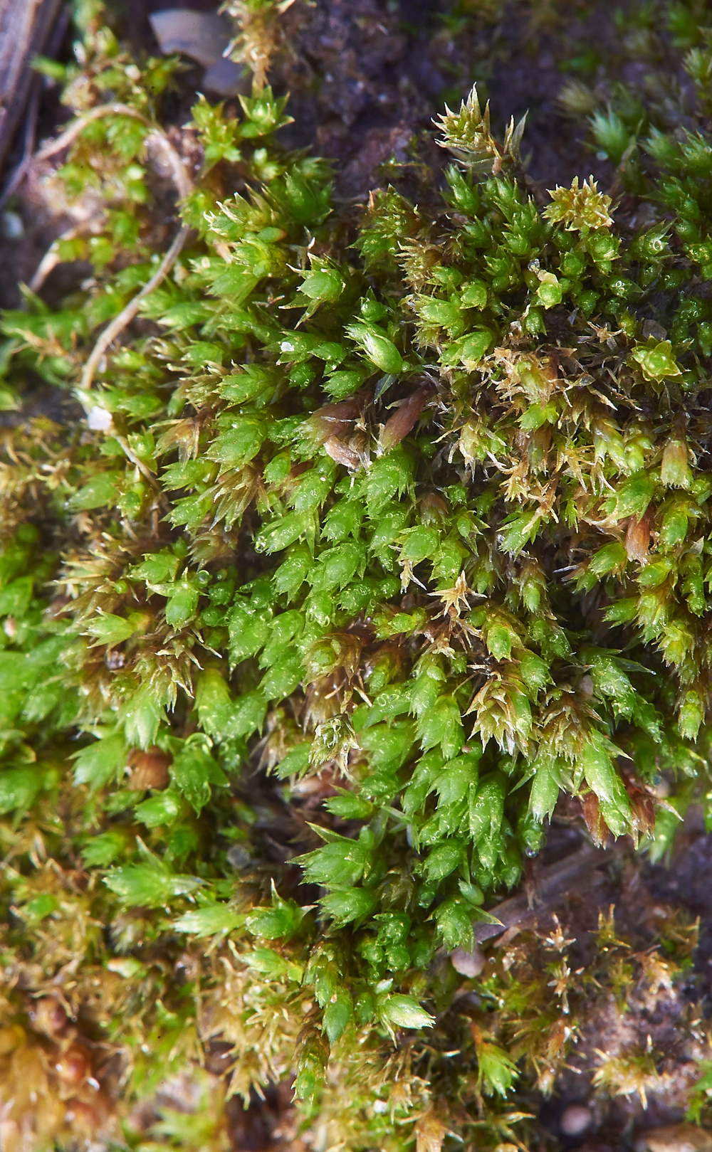 Moss010118-1