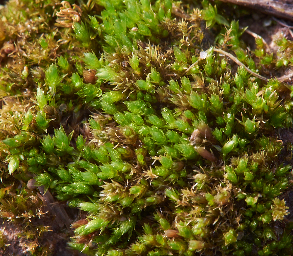 Moss010118-1a