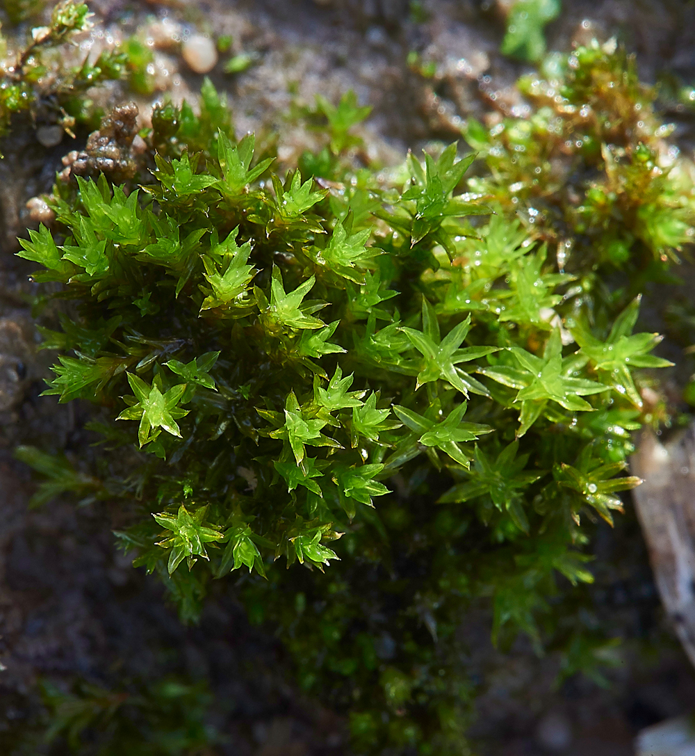 Moss010118-2