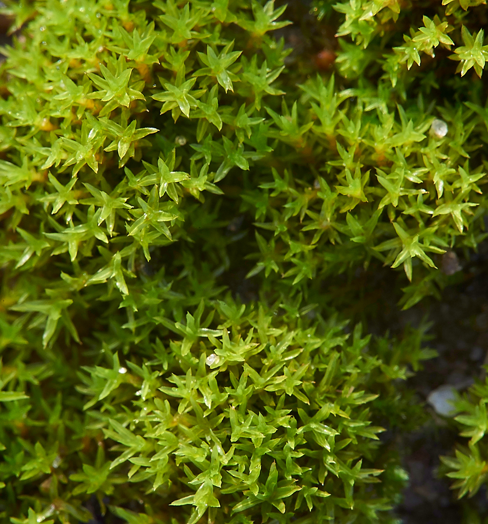 Moss010118-2a