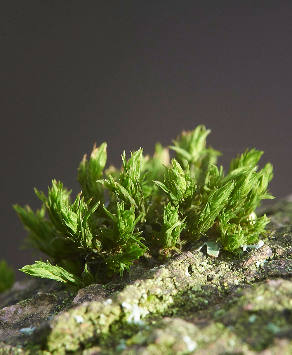 Moss010118-7b