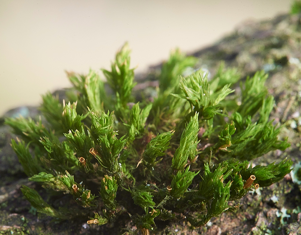 Moss010118-7c