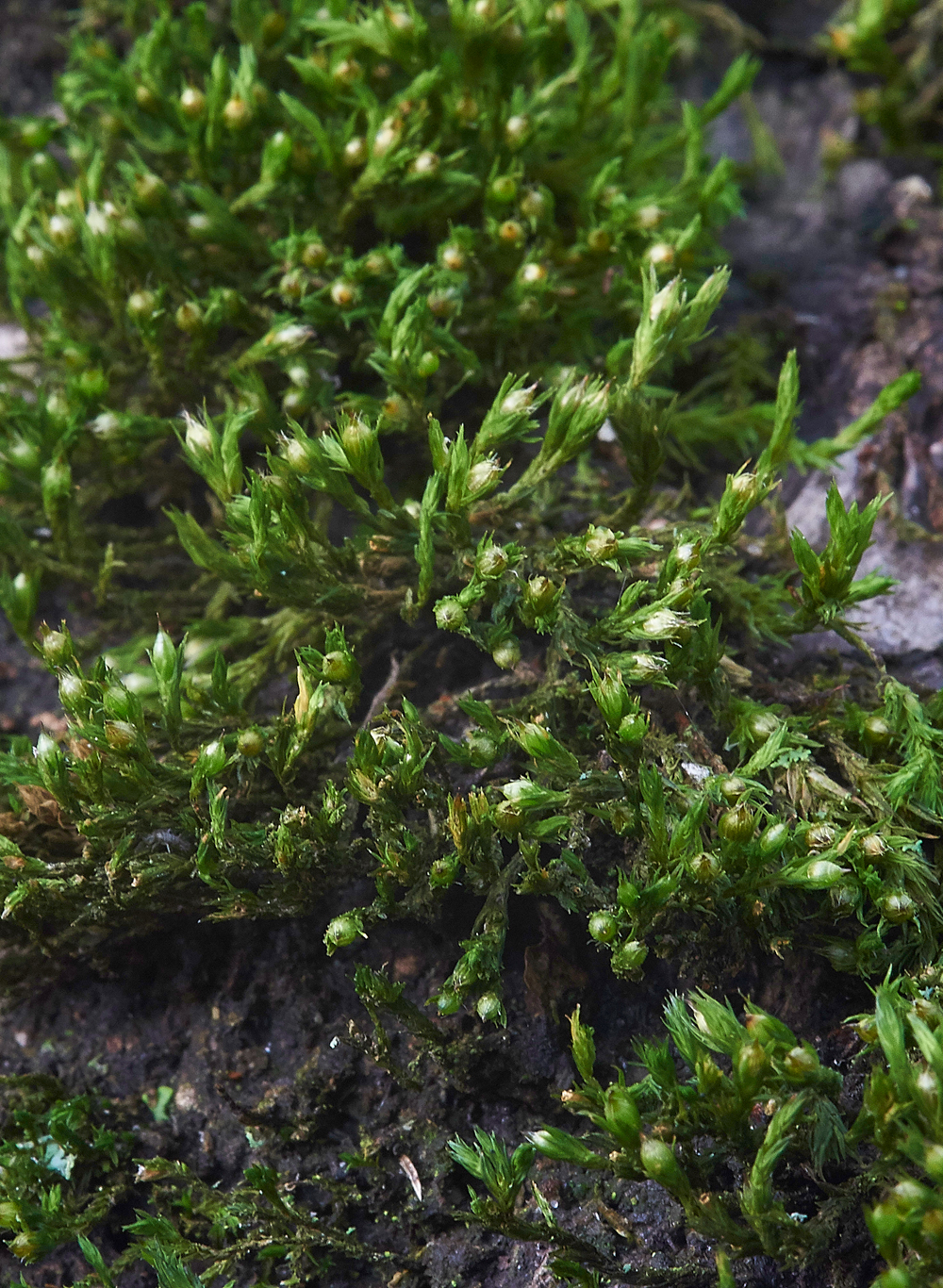 Moss010118-8a