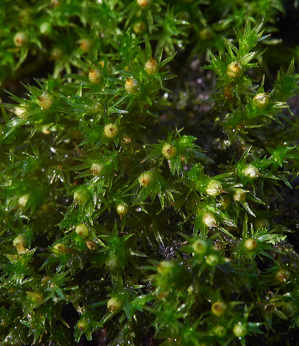 Moss050117-1