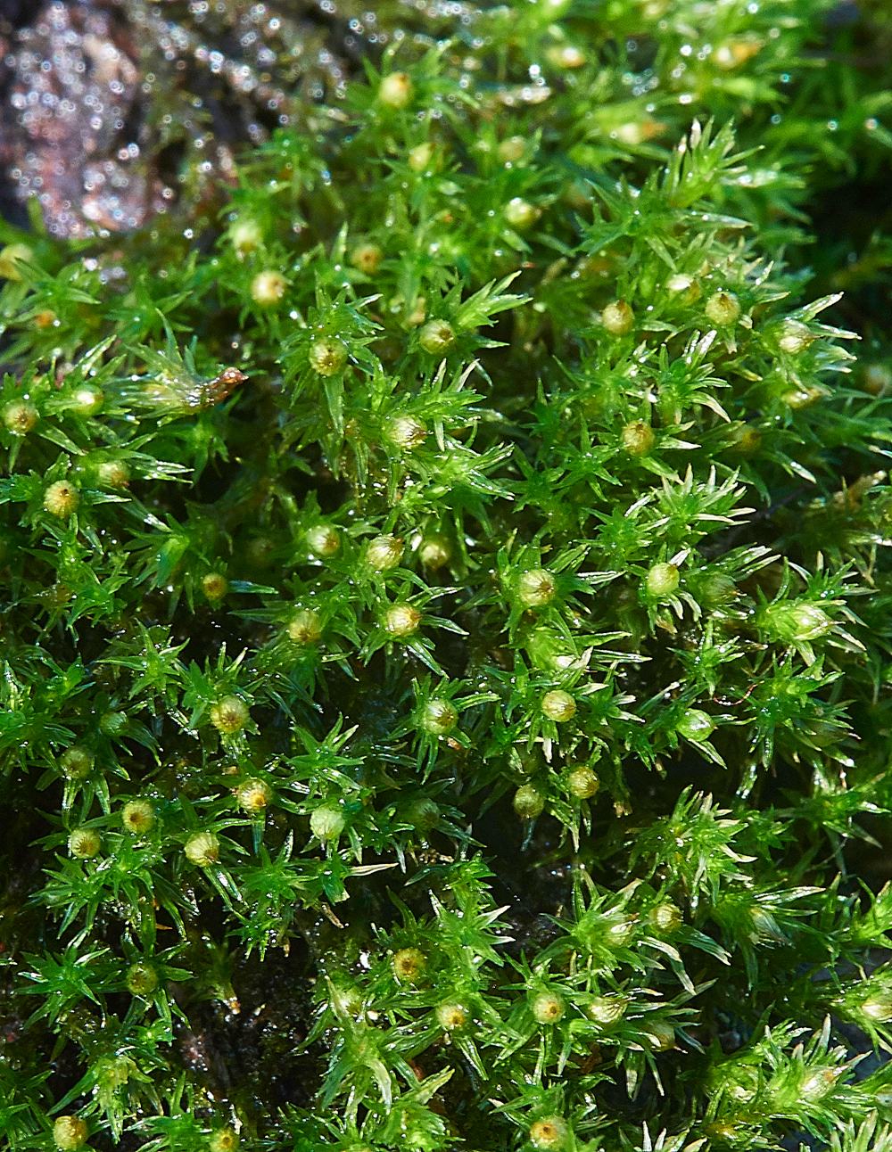 Moss050117-1b