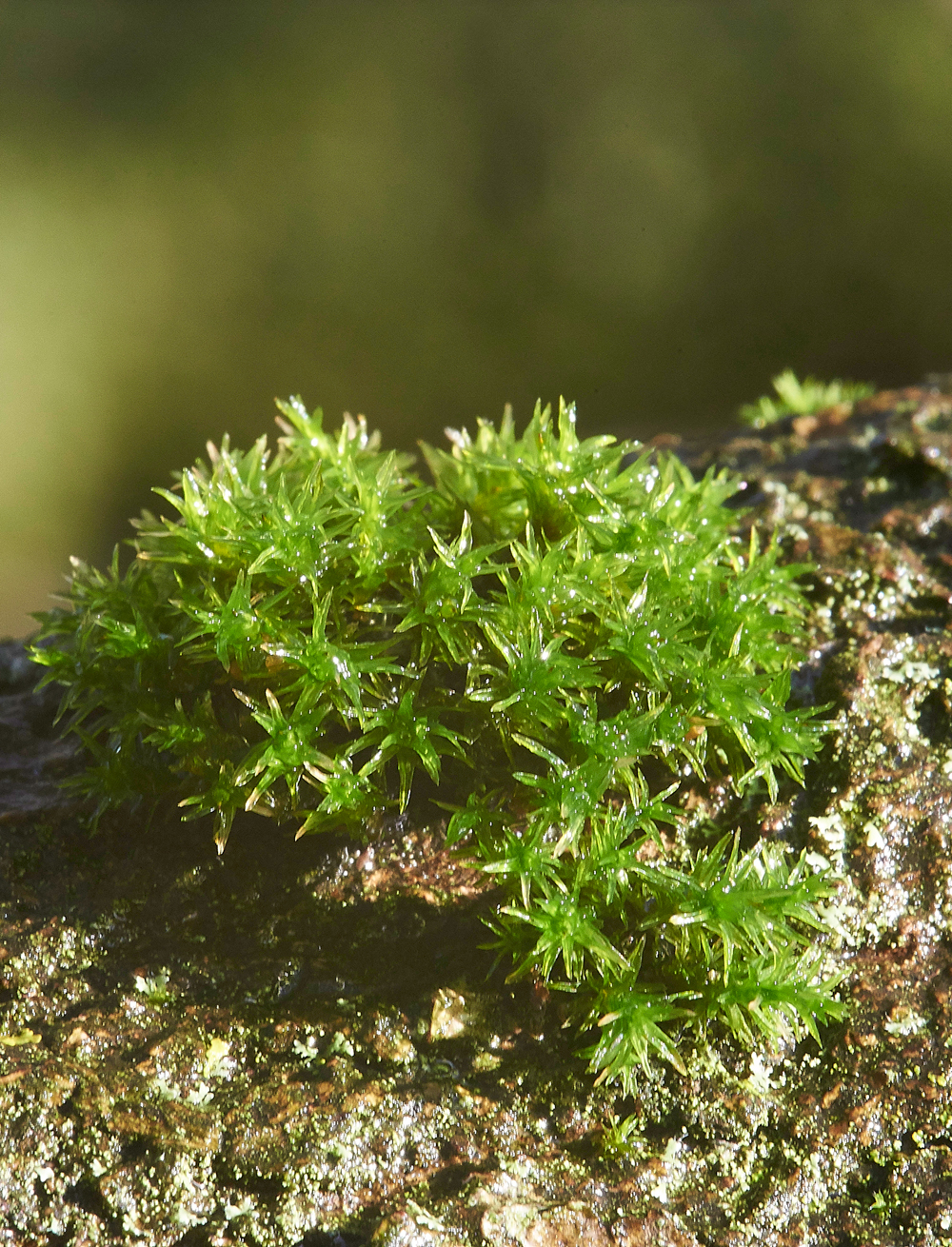 Moss050117-2b