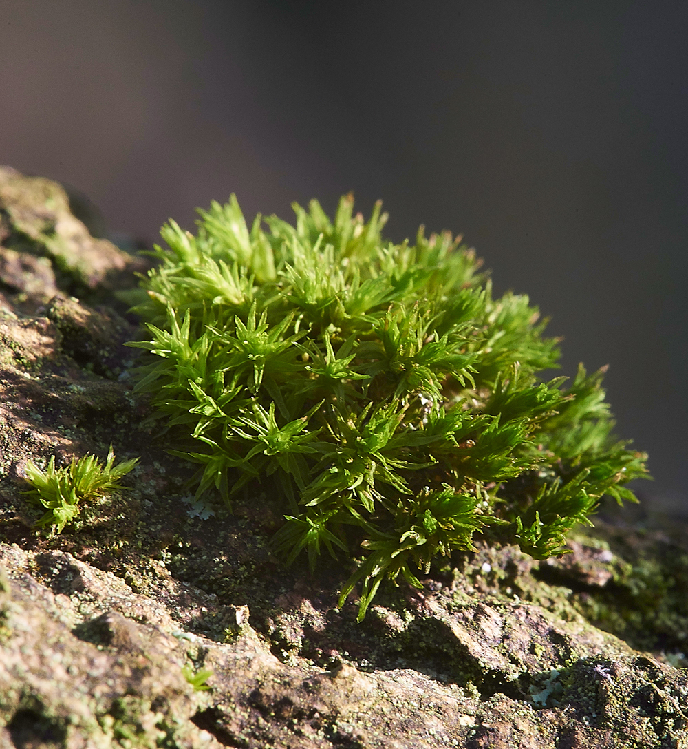 Moss050117-2c