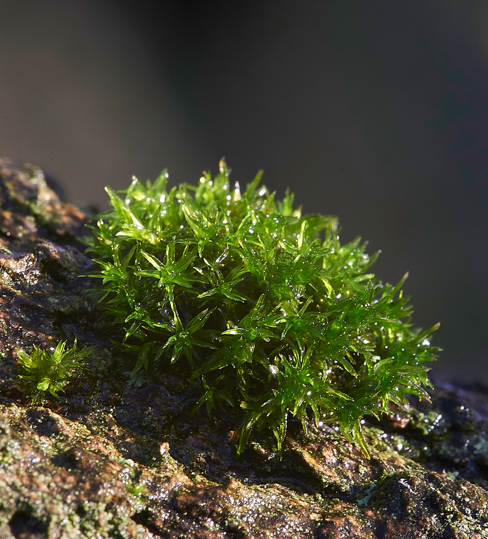 Moss050117-2d