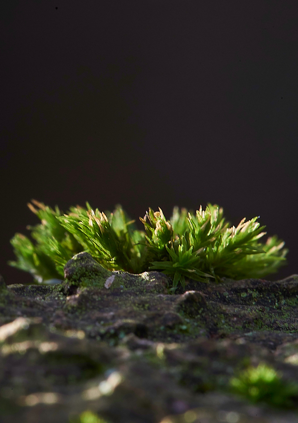 Moss050117-2e