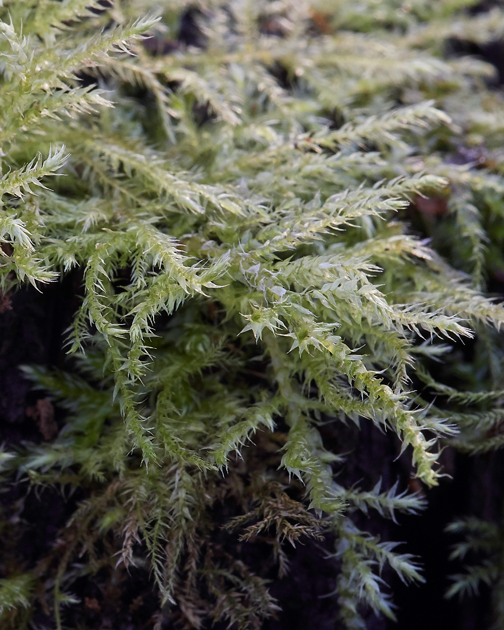 Moss070117-2a