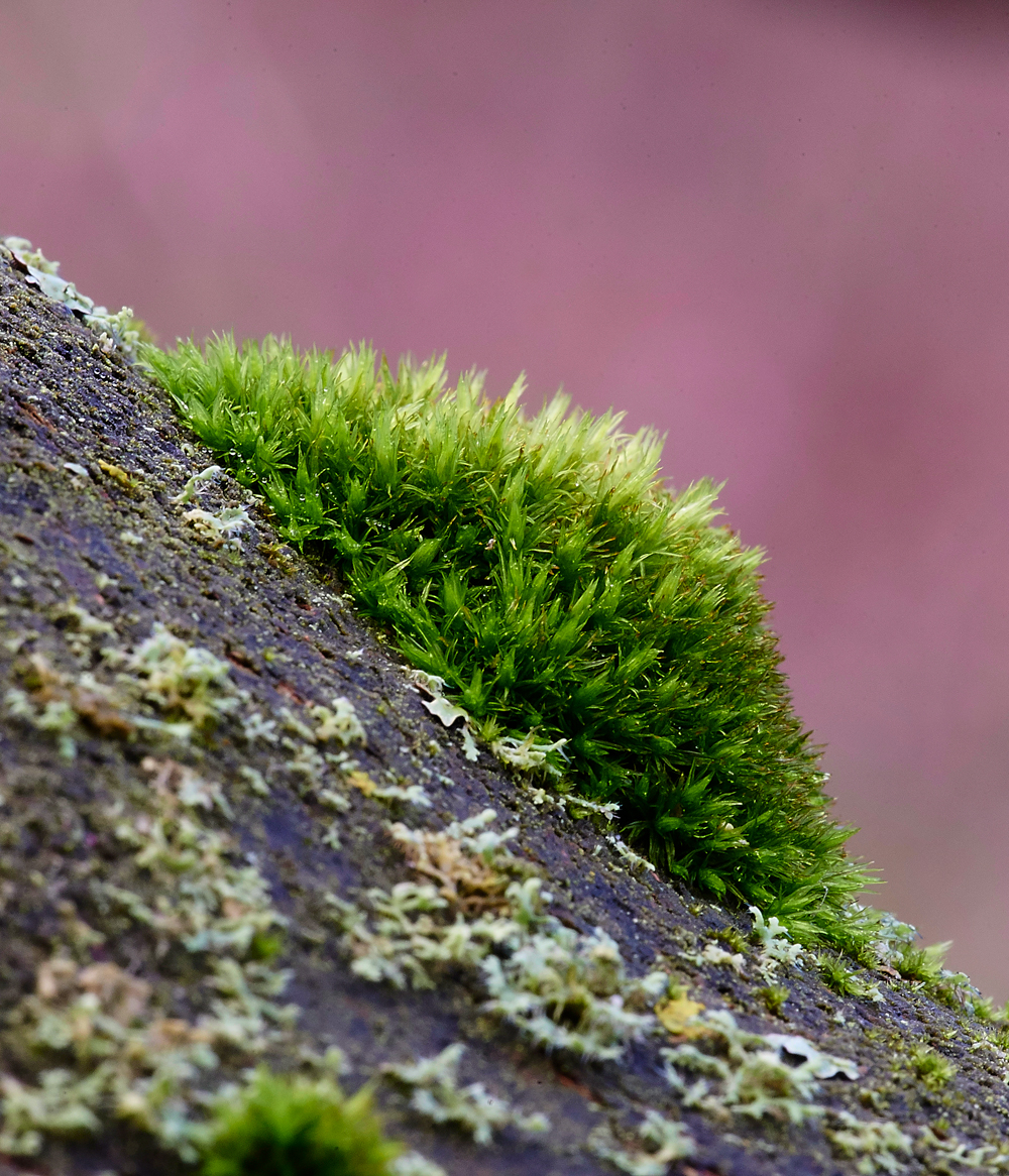 Moss120117-4