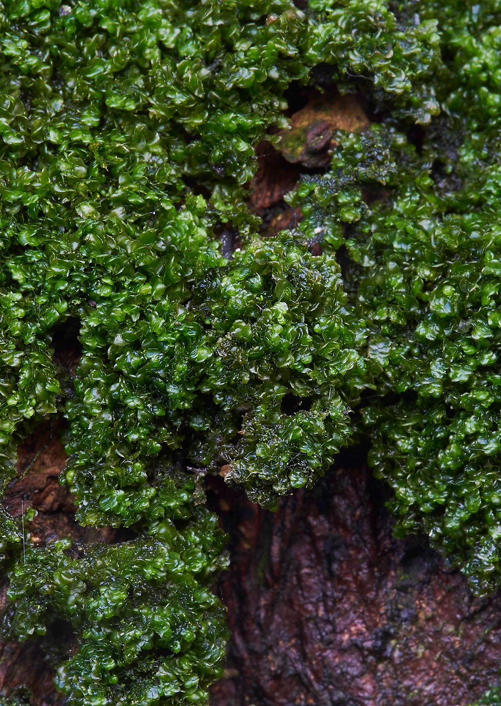 Moss120117-5a