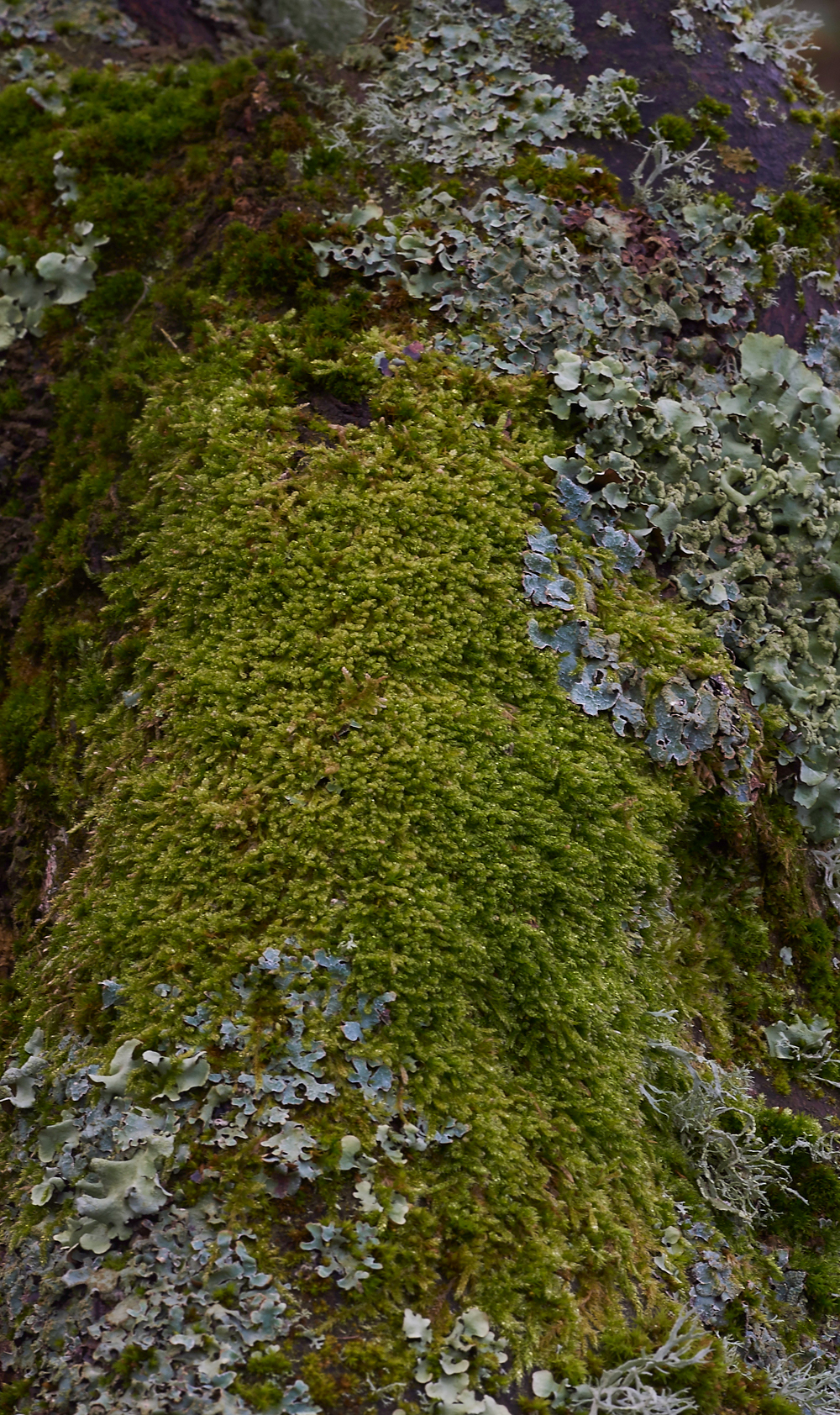 Moss120117-7