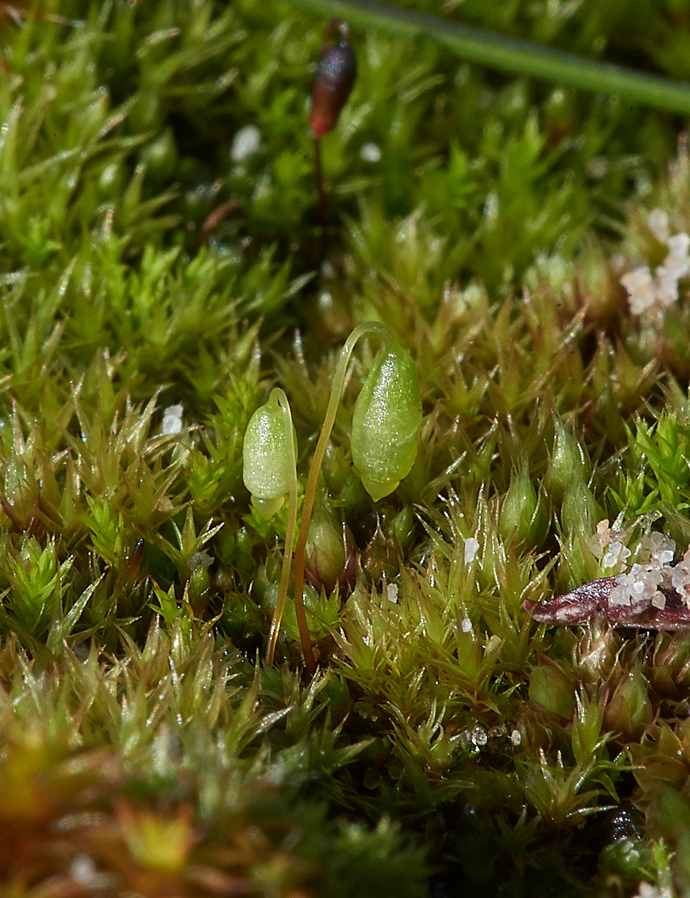 Moss120218-1a