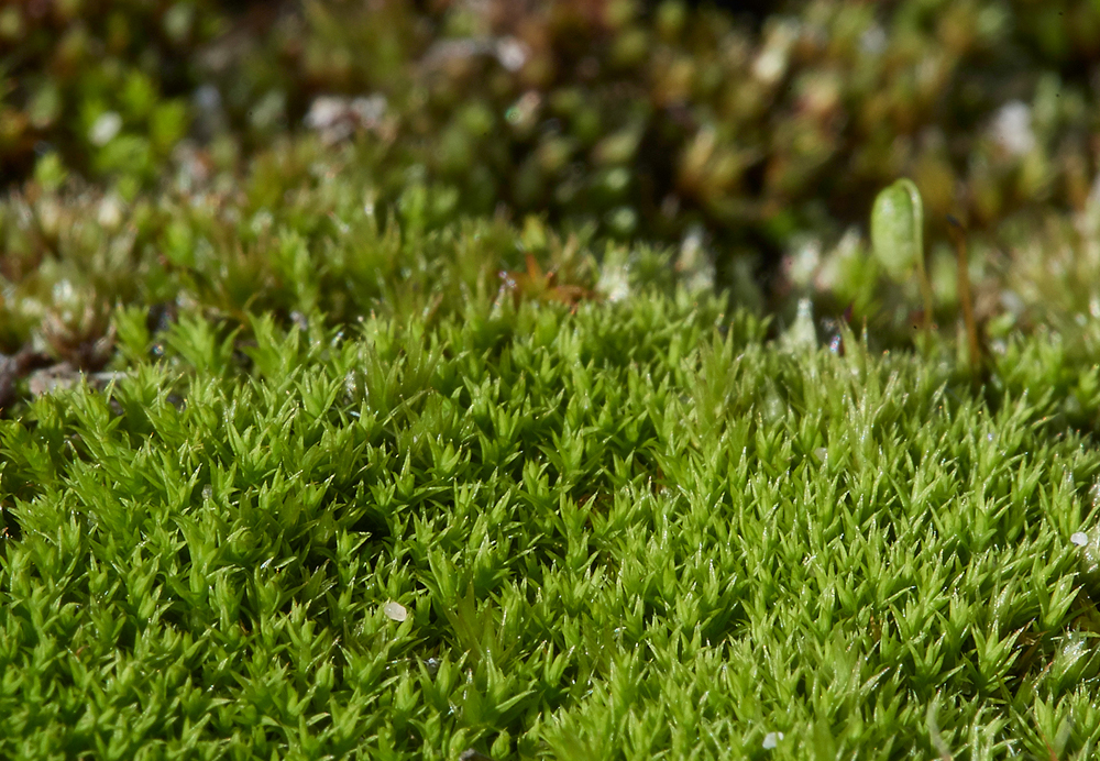 Moss120218-2