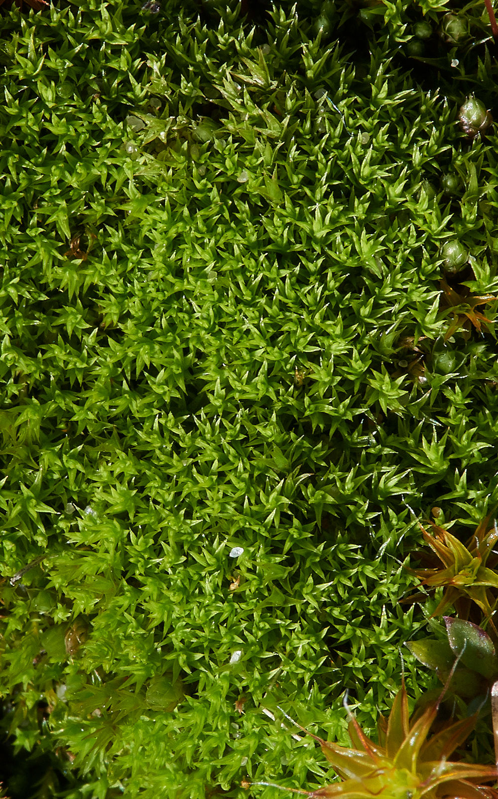 Moss120218-2a