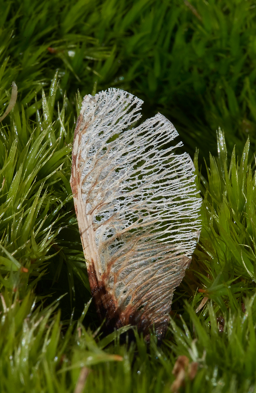 Moss120218-3