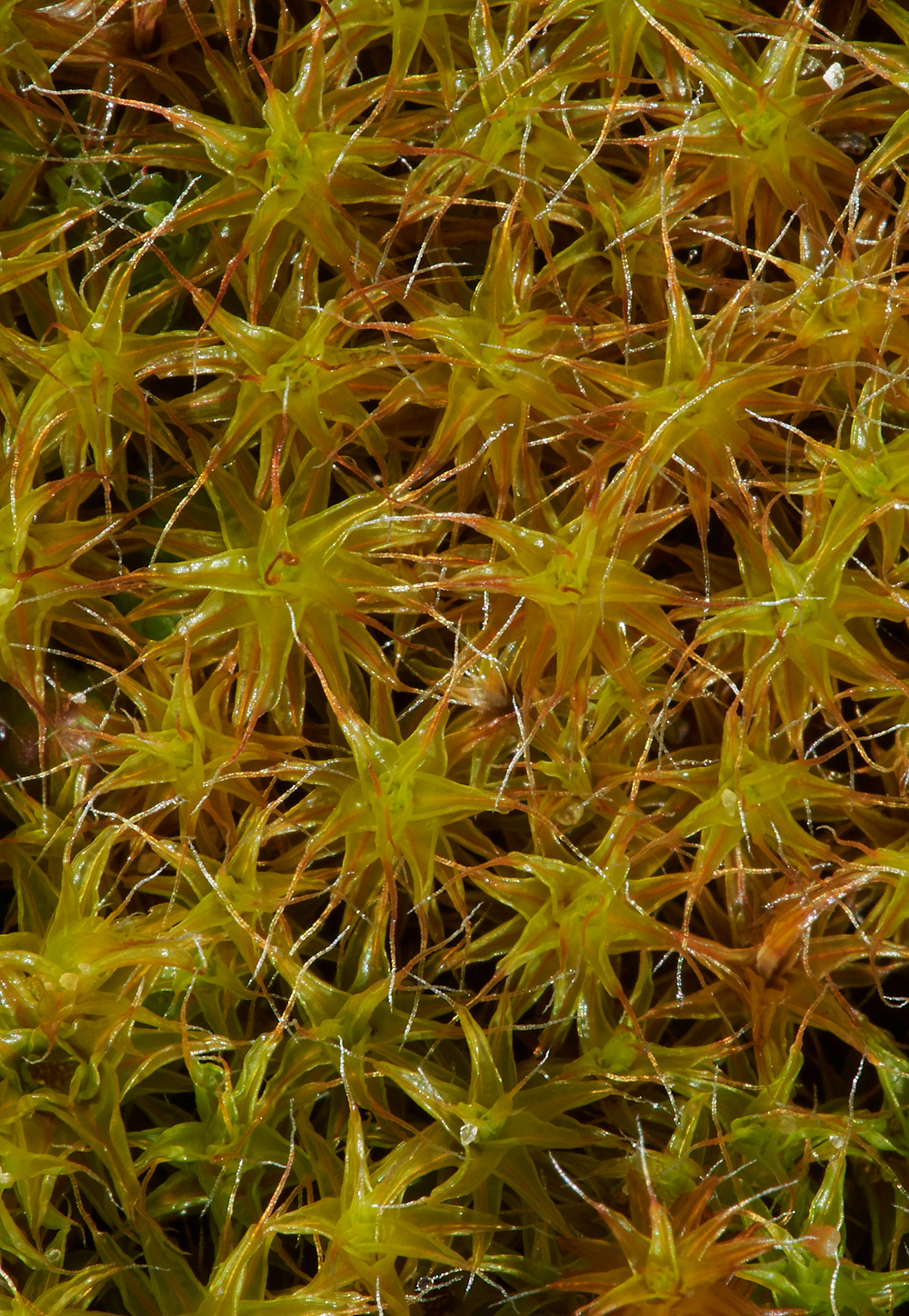 Moss120218-4