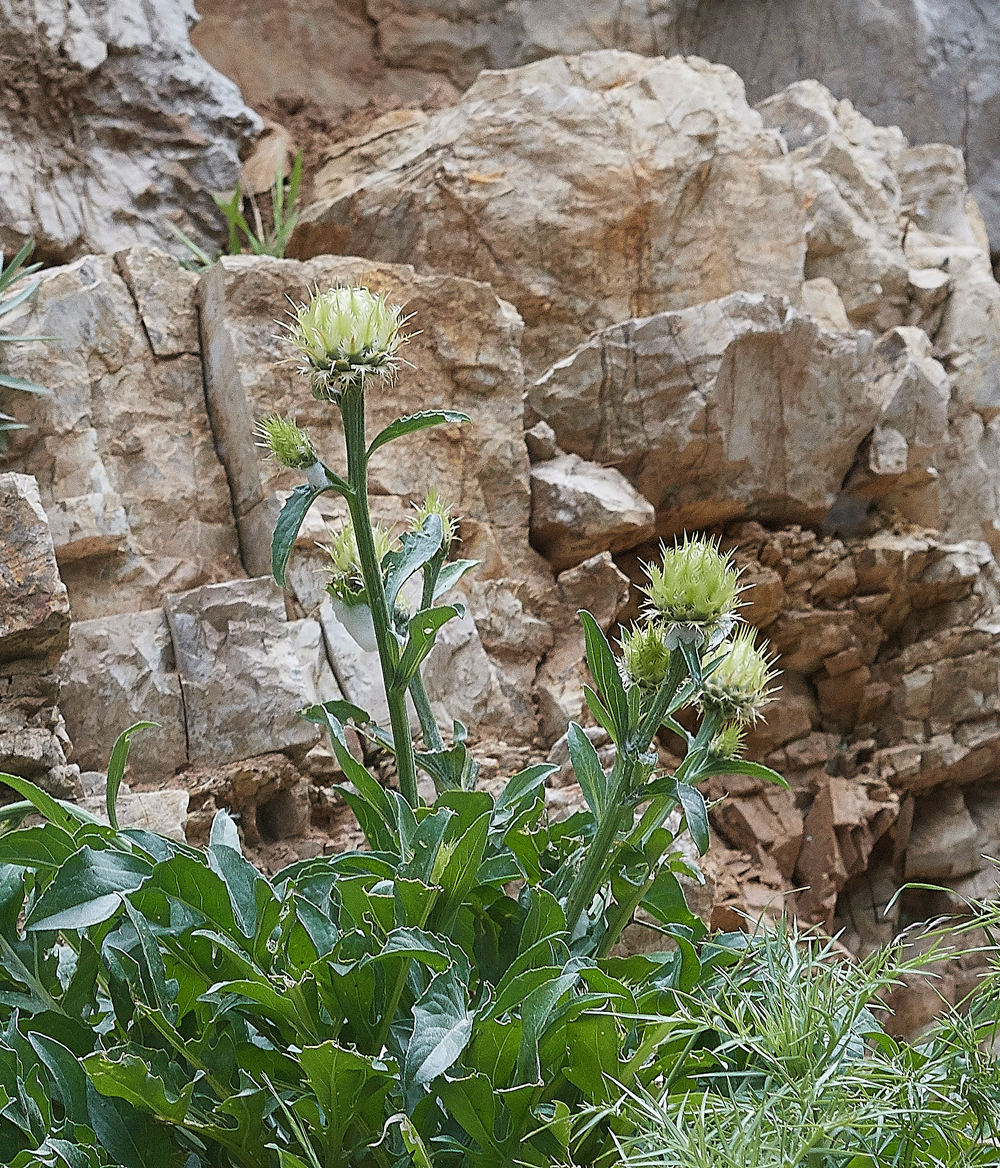 MtACentaurealactucifolia0418-1