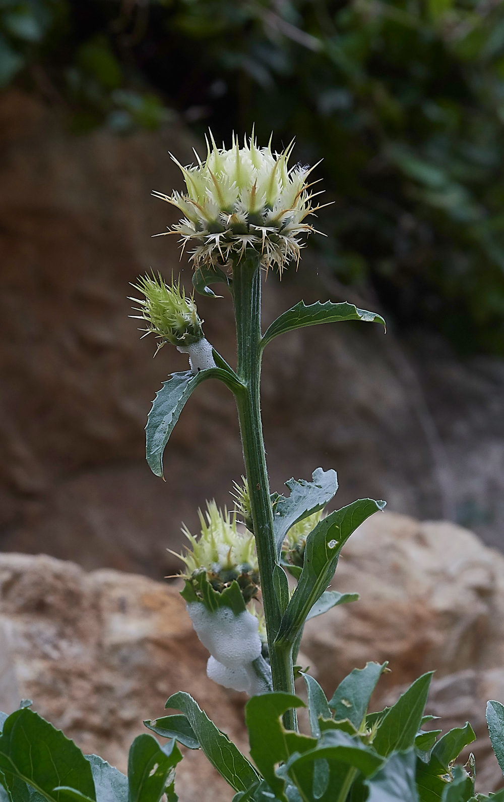 MtACentaurealactucifolia0418-2