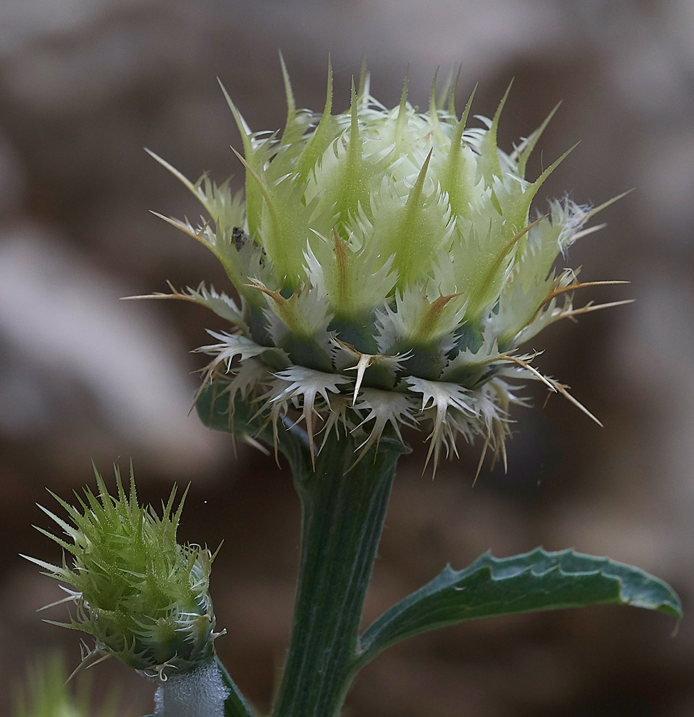 MtACentaurealactucifolia0418-3