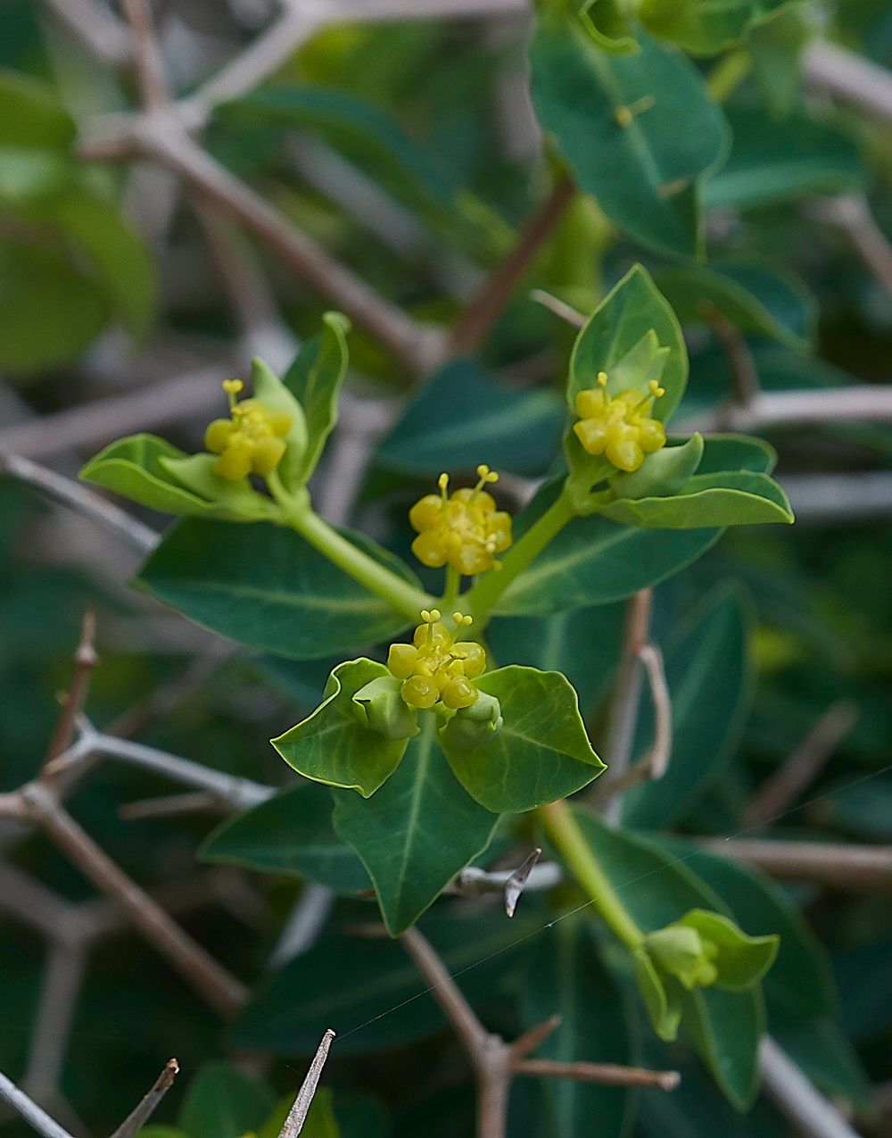 MtAGreekSpinySpurge0418-3